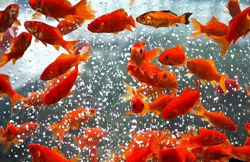 جمع آوری ماهی های قرمز سفره هفت سین در 3 نقطه منطقه 15