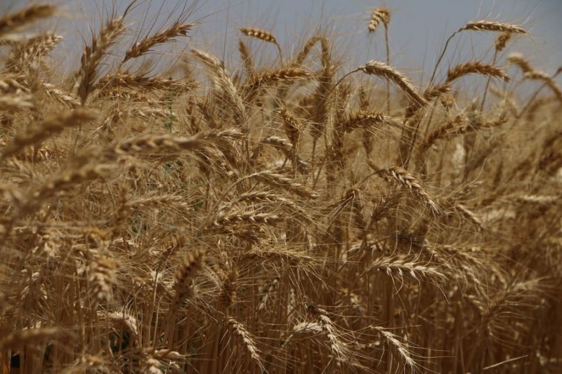 آغاز خرید تضمینی گندم از کشاورزان خراسان رضوی