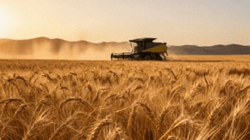  اعلام برنامه پرداخت ۱۰۰ هزار میلیارد تومان از مطالبات گندمکاران در هفته آینده