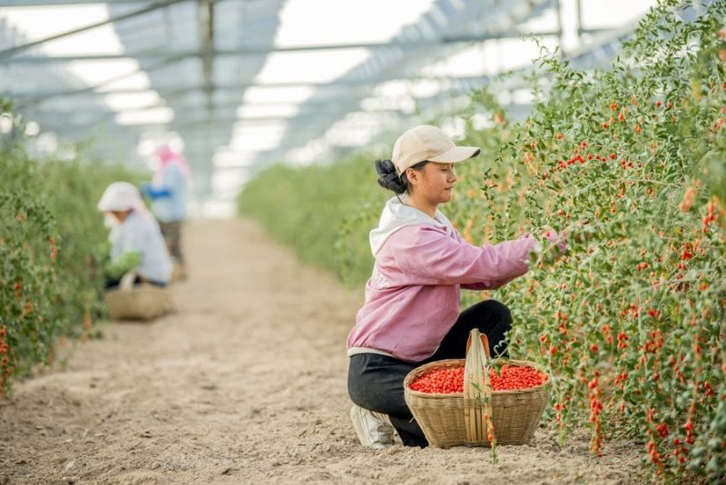 &laquo;بیابان&zwnj;زدایی و تولید برق پاک با پنل&zwnj;های خورشیدی&raquo; با هدف توسعه سبز چین