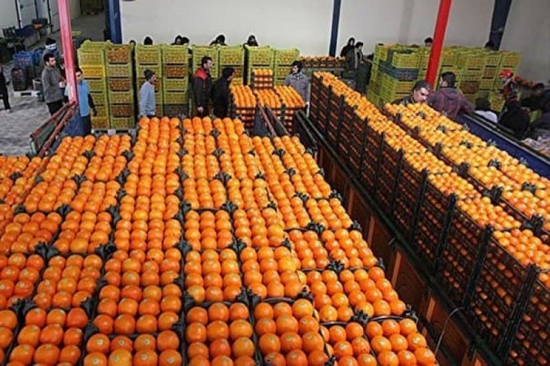 تخلف سازمان تعاون روستایی در ذخیره میوه شب عید 