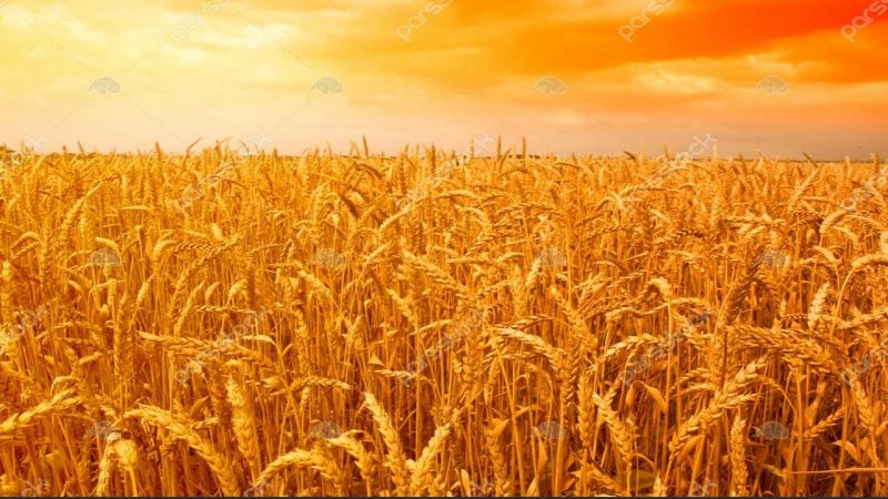 ایران با ۱/۱ درصد جمعیت جهان، یک و نیم درصد گندم دنیا را مصرف می&zwnj;کند