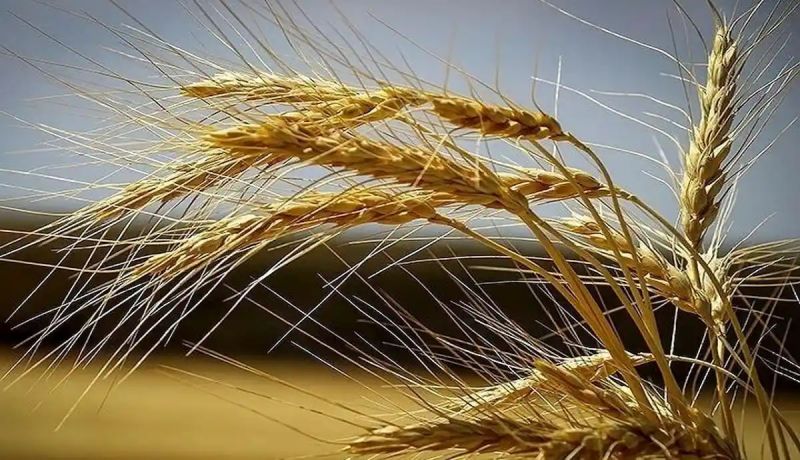   ۱۵۶ هزار میلیارد تومان گندم از ۷۲۶ هزار کشاورز خریداری شد/  ۳۴ هزار میلیارد تومان باقی&zwnj;مانده مطالبات  گندمکاران تسویه شد