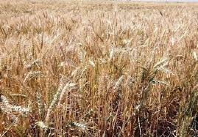 رده&zwnj;بندی ۳۱ استان کشور به ترتیب سهم کل خرید گندم از کشاورزان