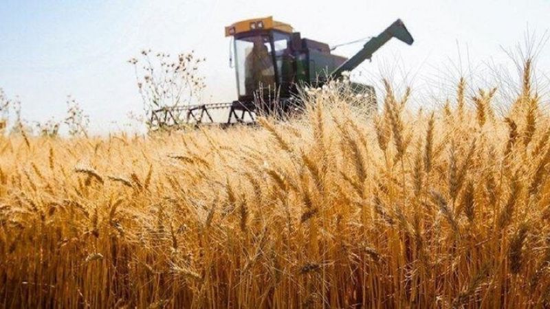  آغاز برداشت خوشه&zwnj;های طلایی گندم کشور از جنوب کرمان
